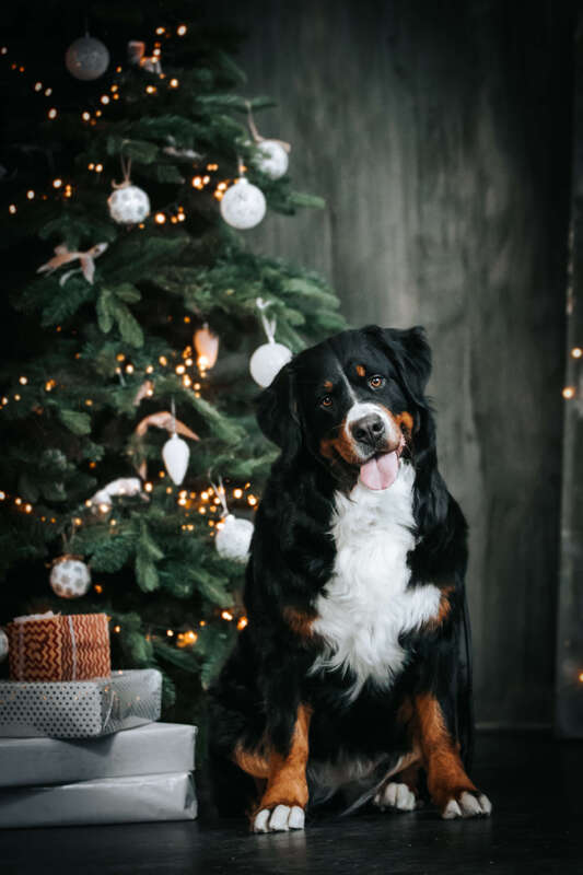 Jaką choinkę wybrać, gdy w domu jest pies?