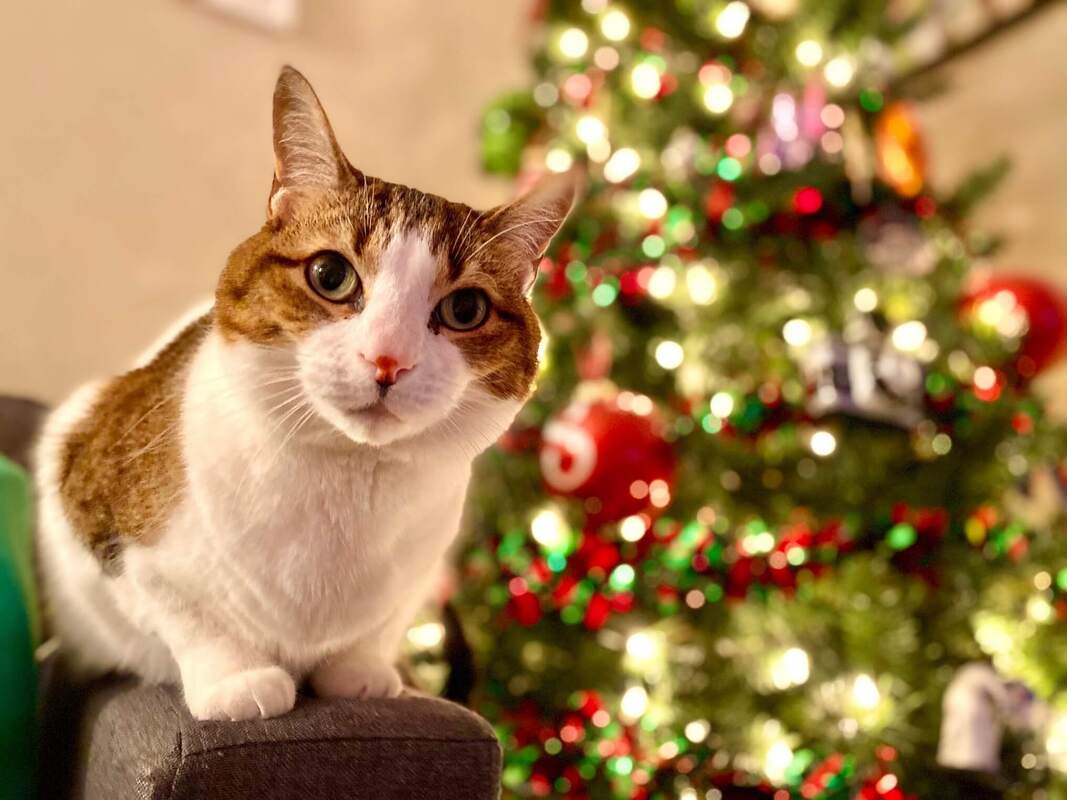 Jaką choinkę wybrać, gdy w domu jest kot?