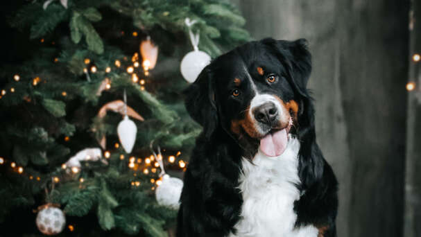 Jaką choinkę wybrać, gdy w domu jest pies?