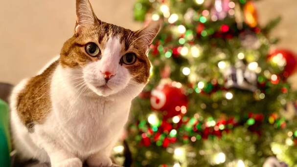 Jaką choinkę wybrać, gdy w domu jest kot?